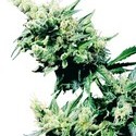 Hash Plant (Sensi Seeds) regularne