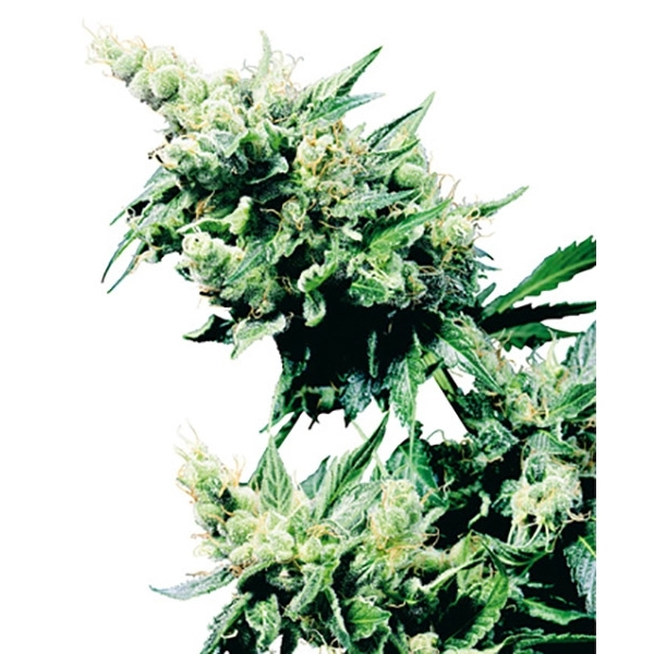 Hash Plant (Sensi Seeds) regularne