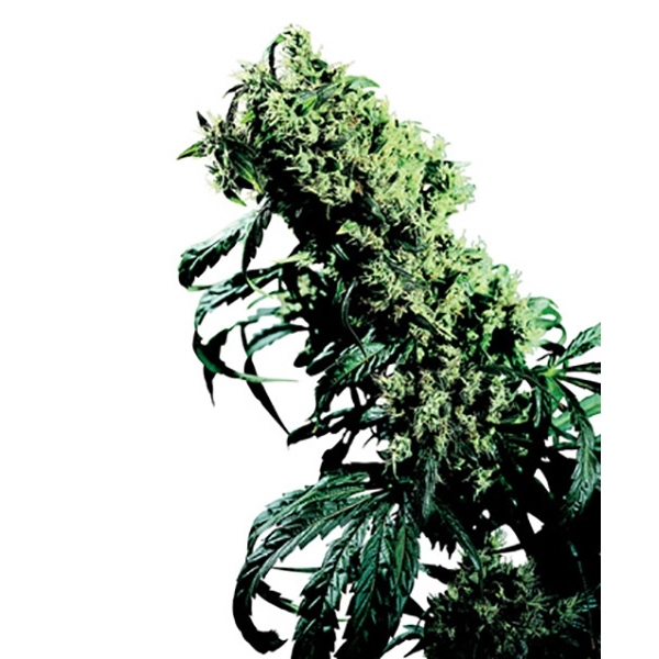 Northern Lights 5 x Haze (Sensi Seeds) regularne