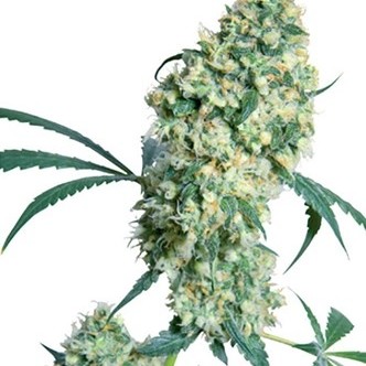 Ed Rosenthal Super Bud (Sensi Seeds) regularne