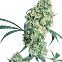Ed Rosenthal Super Bud (Sensi Seeds) regularne