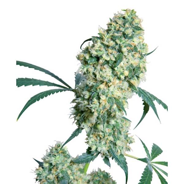 Ed Rosenthal Super Bud (Sensi Seeds) regularne