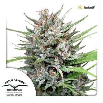 Passion 1 (Dutch Passion) feminizowane