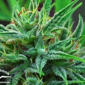 Passion 1 (Dutch Passion) feminizowane