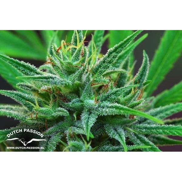 Passion 1 (Dutch Passion) feminizowane
