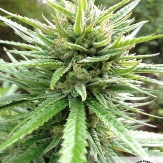 Passion 1 (Dutch Passion) feminizowane