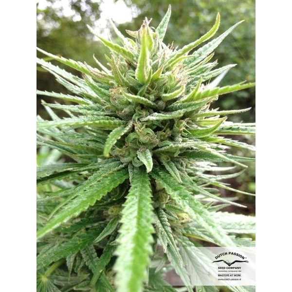 Passion 1 (Dutch Passion) feminizowane