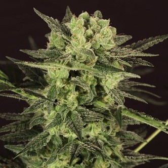 AUTO MK-Ultra® Kush (T.H.Seeds) feminizowane