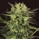 AUTO MK-Ultra® Kush (T.H.Seeds) feminizowane