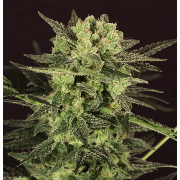 AUTO MK-Ultra® Kush (T.H.Seeds) feminizowane