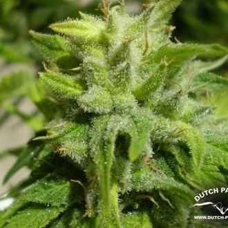 Euforia (Dutch Passion) feminizowane