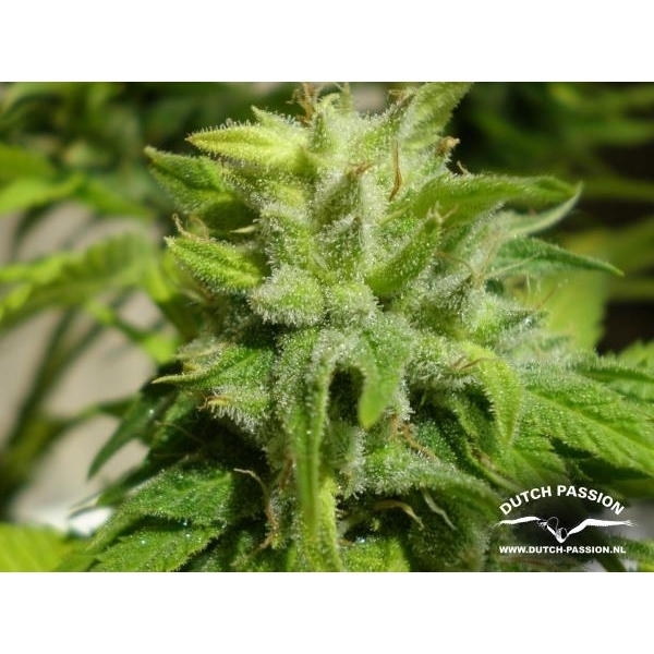 Euforia (Dutch Passion) feminizowane