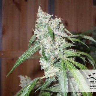 Euforia (Dutch Passion) feminizowane