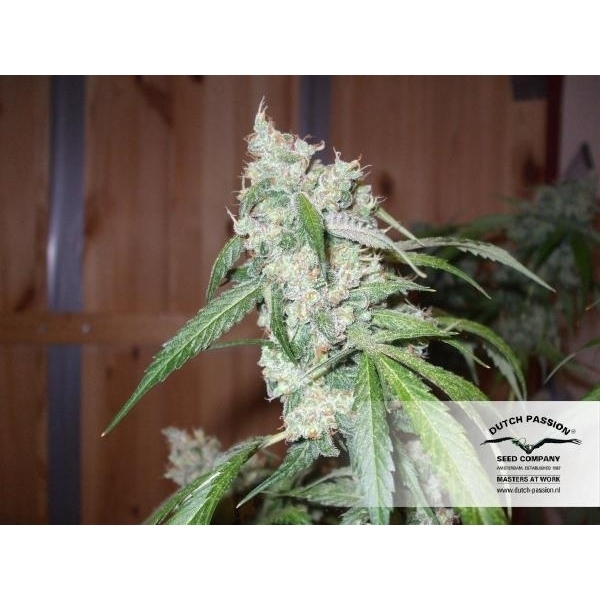Euforia (Dutch Passion) feminizowane