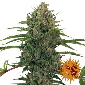 Critical Kush Automat (Barney's Farm) feminizowane
