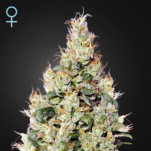 Exodus Cheese Automat CBD (Greenhouse Seeds) feminizowane