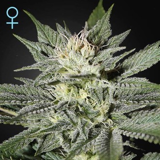 King's Kush CBD (Greenhouse Seeds) feminizowane
