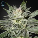King's Kush CBD (Greenhouse Seeds) feminizowane