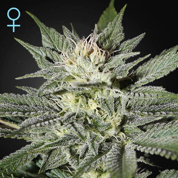 King's Kush CBD (Greenhouse Seeds) feminizowane