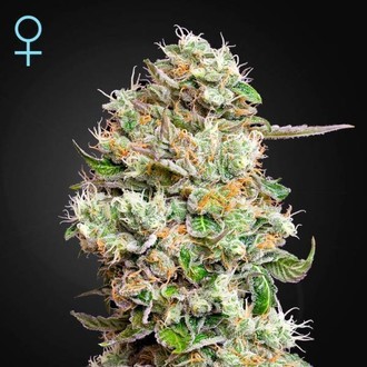 King's Kush Automat CBD (Greenhouse Seeds) feminizowane