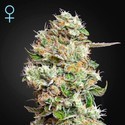 King's Kush Automat CBD (Greenhouse Seeds) feminizowane