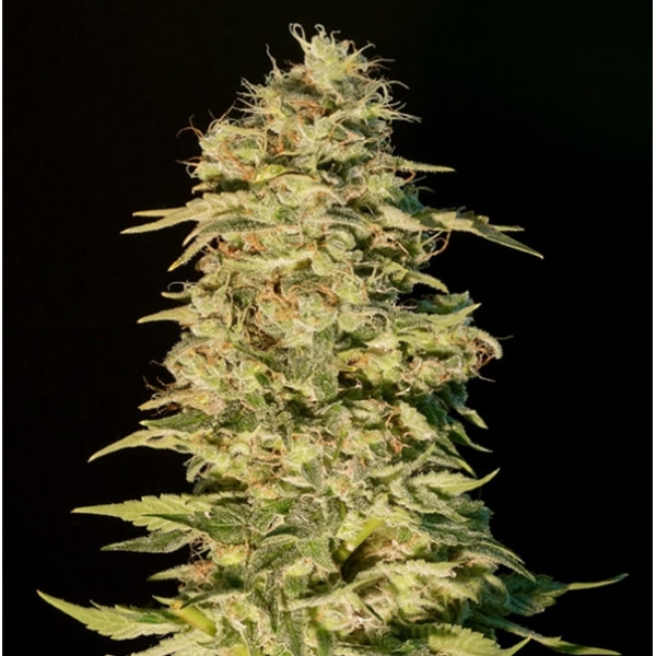OG Lemon Bilbo (Genehtik Seeds) feminizowane