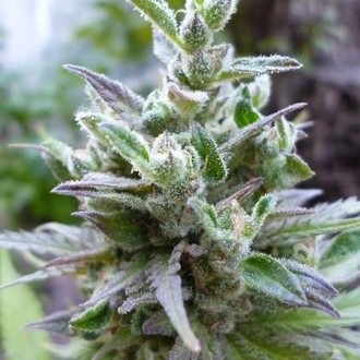 Hollands Hope (Dutch Passion) feminizowane