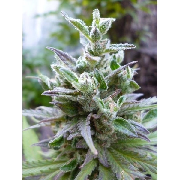 Hollands Hope (Dutch Passion) feminizowane