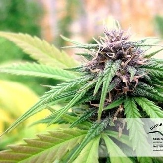 Hollands Hope (Dutch Passion) feminizowane