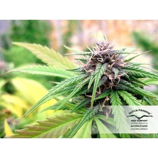 Hollands Hope (Dutch Passion) feminizowane
