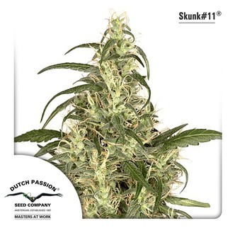 Skunk 11 (Dutch Passion) feminizowane