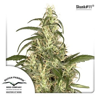 Skunk 11 (Dutch Passion) feminizowane