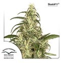 Skunk 11 (Dutch Passion) feminizowane