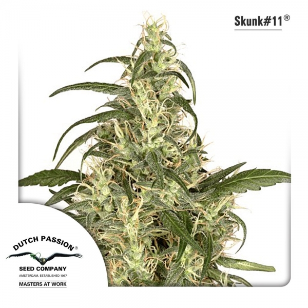 Skunk 11 (Dutch Passion) feminizowane