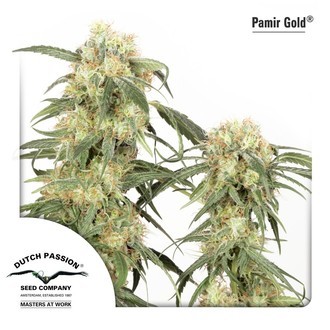 Pamir Gold (Dutch Passion) feminizowane