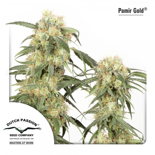 Pamir Gold (Dutch Passion) feminizowane