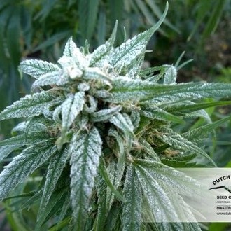 Pamir Gold (Dutch Passion) feminizowane