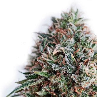 CBD+ Critical 47 (Positronics) feminizowane