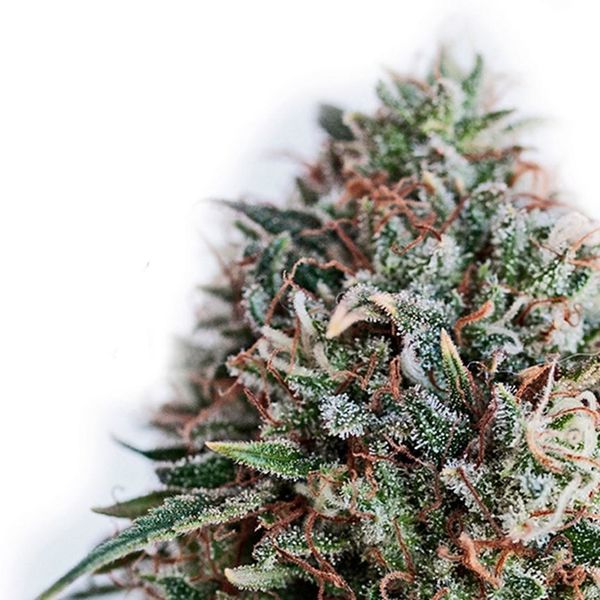 CBD+ Critical 47 (Positronics) feminizowane