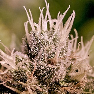 Jack Diesel Automat (Positronics) feminizowane