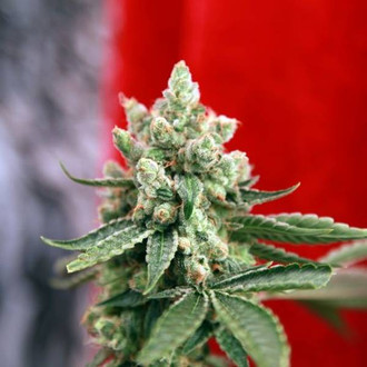 Guayaka (Reggae Seeds) regularne