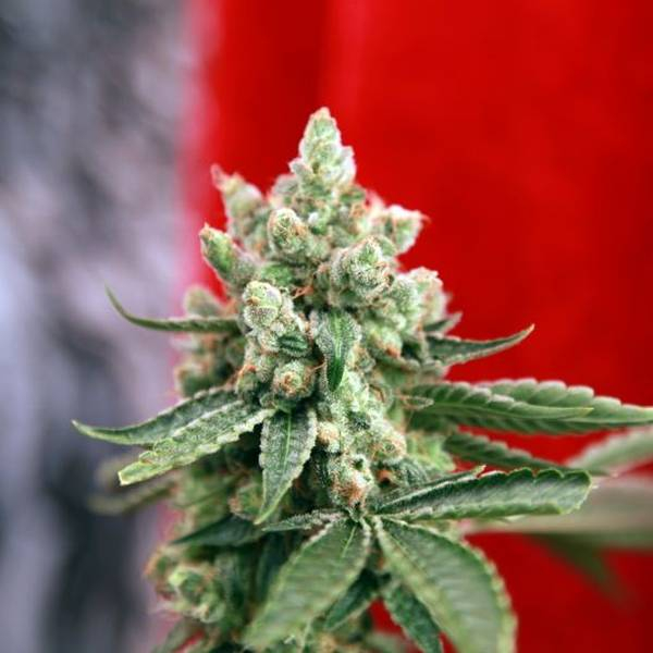 Guayaka (Reggae Seeds) regularne