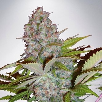 Auto Cheese NL (Ministry of Cannabis) feminizowane