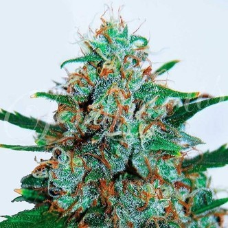 Critical Neville Haze Automat (Delicious Seeds) feminizowane
