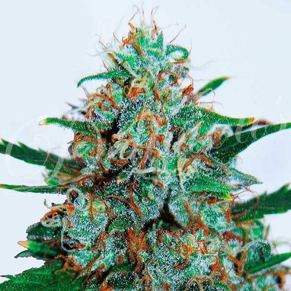 Critical Neville Haze Automat (Delicious Seeds) feminizowane