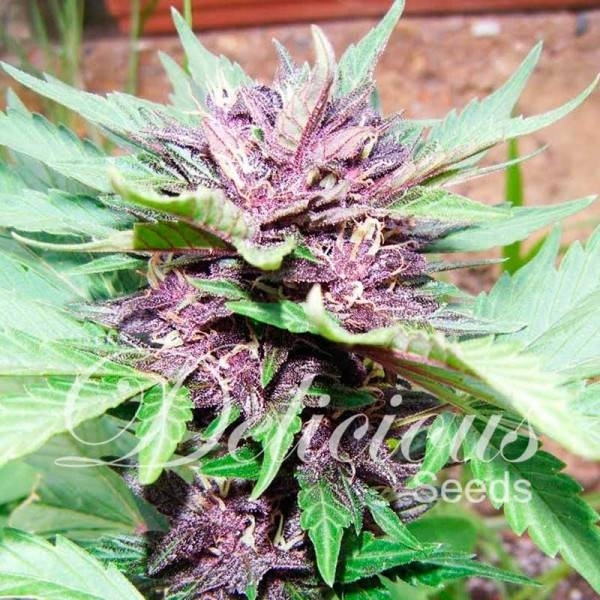 Auto Dark Purple (Delicious Seeds) nasiona marihuany feminizowane Automat
