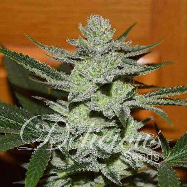 Unknown Kush (Delicious Seeds) feminizowane