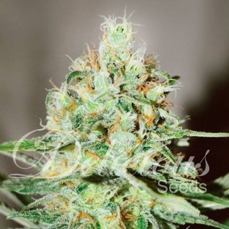 Jägg Kush (Delicious Seeds) feminizowane