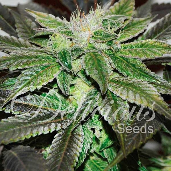 Sugar Candy (Delicious Seeds) feminizowane