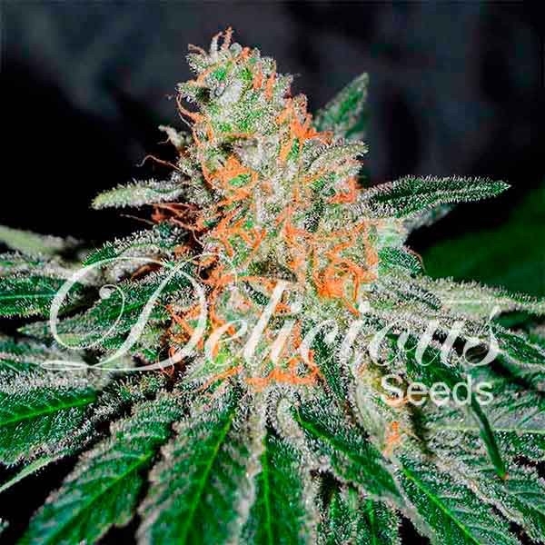CBD Jam (Delicious Seeds) nasiona marihuany feminizowane